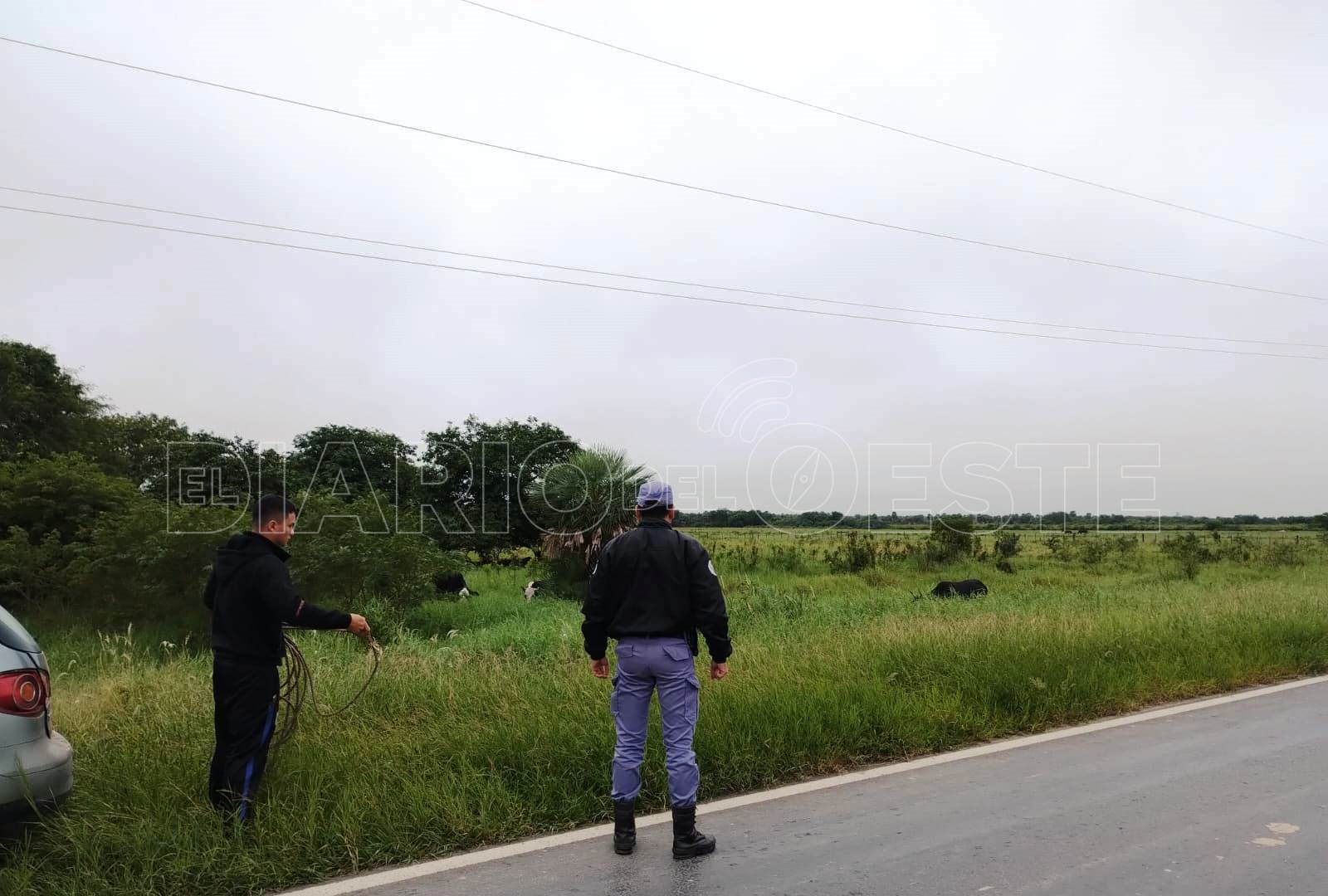 La Policía retiró de la Ruta Nacional 86 animales sueltos que ponían en