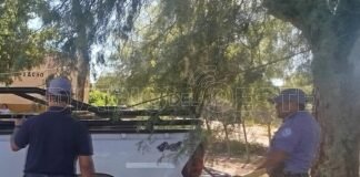 Demoraron a un hombre por transportar un vacuno sin las documentaciones para su traslado