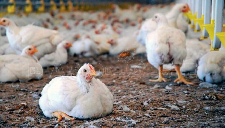 Argentina retoma el comercio de productos aviares a Chile