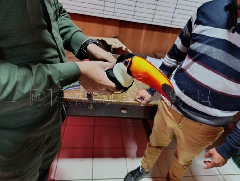 Gendarmería Nacional Rescata Tucán Herido en Formosa