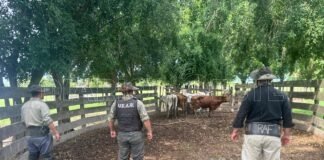 La Policía halló seis vacunos provenientes de Paraguay y serán restituidos a su propietario